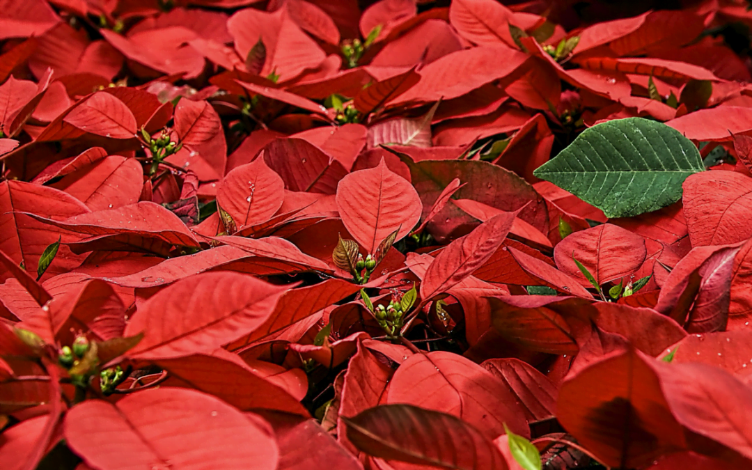 Offerings for Christmas flowers