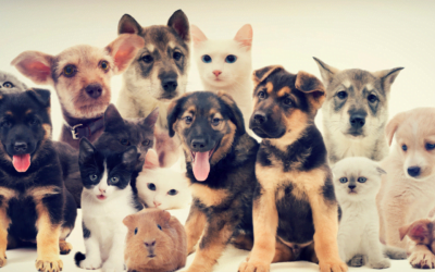 Blessing of the Animals