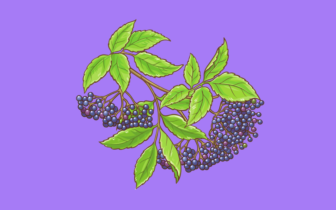Elderberries